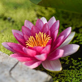 Sirius Water Lily