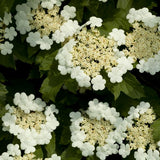 Viburnum Chiquita