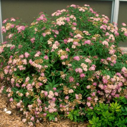 Gumball Spirea