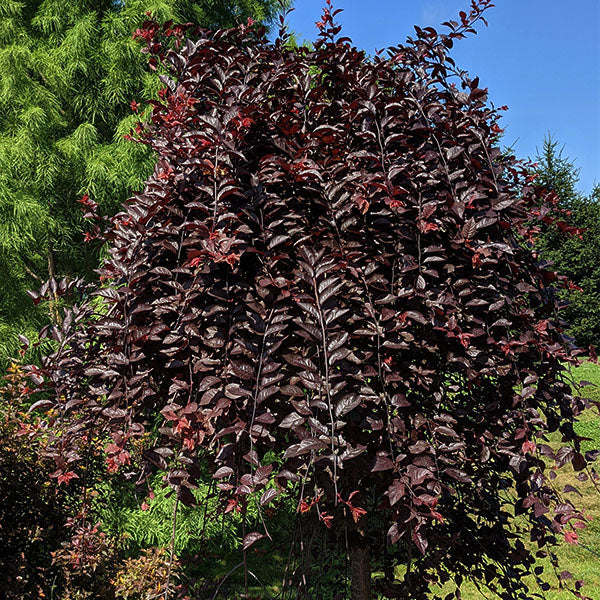 Purple Plunge™ Weeping Flowering Plum