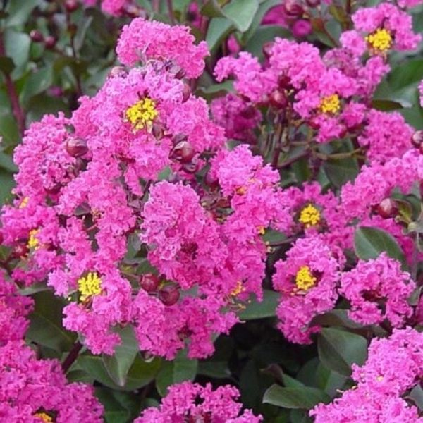 Pink Velour Crape Myrtle Tree Form