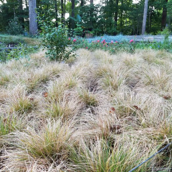 Piglet Fountain Grass