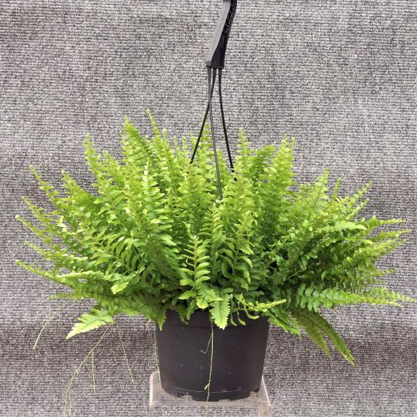 Boston Fern