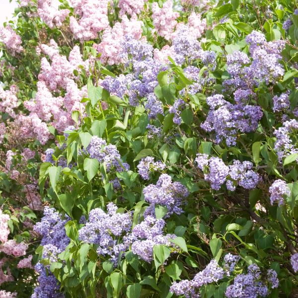 Wedgewood Blue Lilac