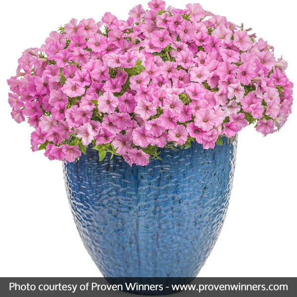 Supertunia Vista&reg; Bubblegum&reg; Petunia