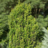 First Editions&reg; Straight & Narrow&reg; Japanese Holly