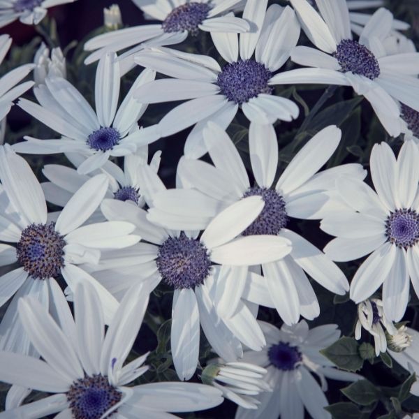 Senetti&reg; White Cineraria