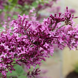 Bloomerang&reg; Dark Purple Lilac Tree Form