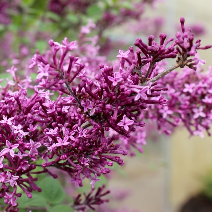 Bloomerang&reg; Dark Purple Lilac Tree Form