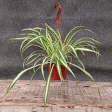 Spider Plant