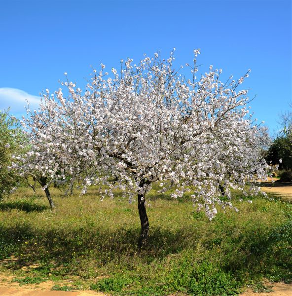 All-in-One Almond