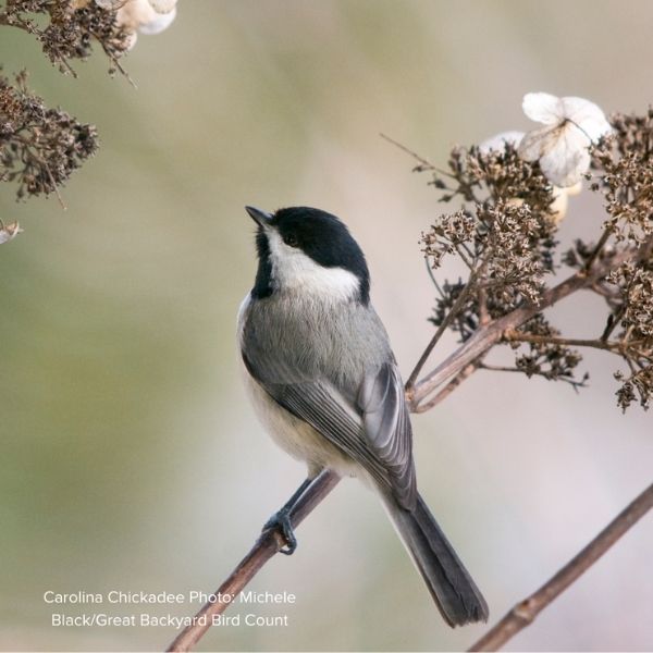 Audubon&reg; Native Black Willow