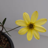 Moonbeam Coreopsis