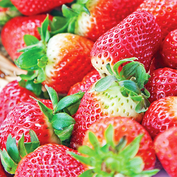 Sequoia Strawberry Plant