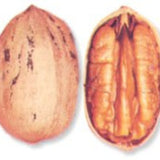 Stuart Pecan Tree