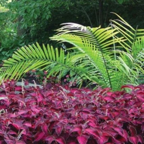 Coleus Kingswood Torch