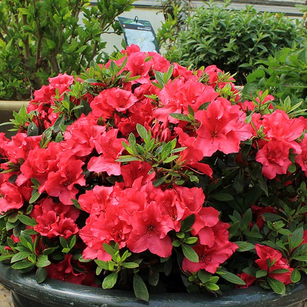 Bloom-A-Thon&reg; Red Reblooming Azalea