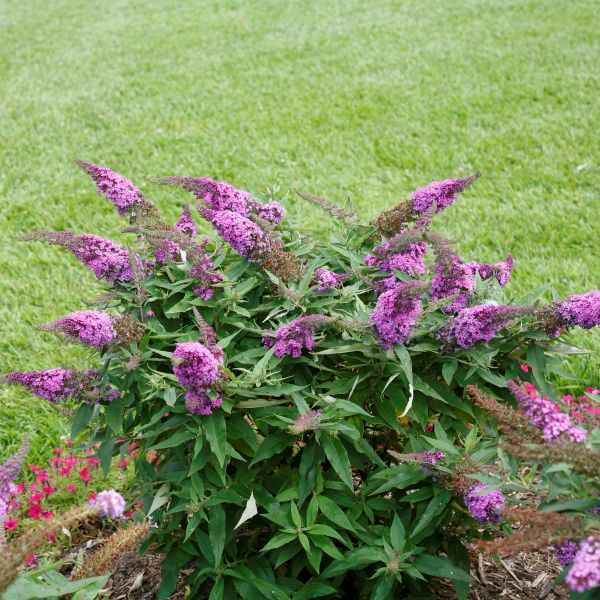 Pugster Periwinkle&reg; Butterfly Bush