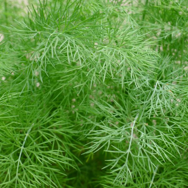 Dill Plant