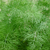 Dill Plant