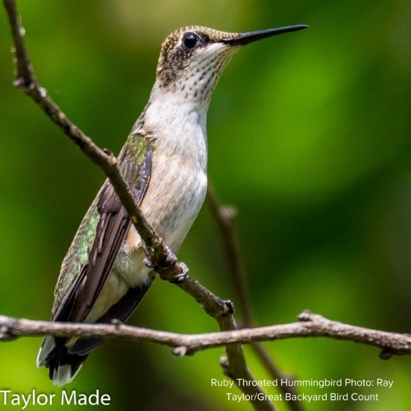 Audubon&reg; Native New Jersey Tea