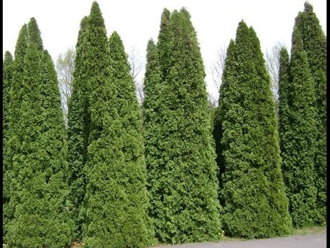 Leyland Cypress