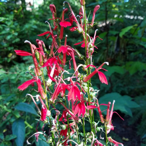 Fan Scarlet Lobelia