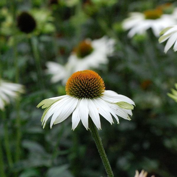 Sombrero Blanco Coneflower