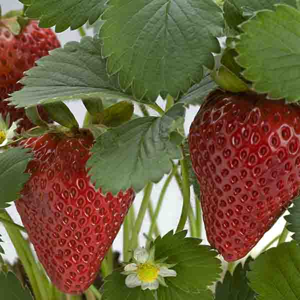 Jewel Strawberry Bush