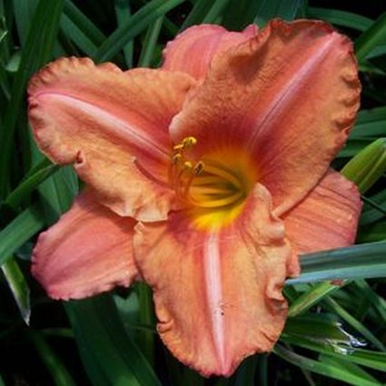 South Seas Daylily