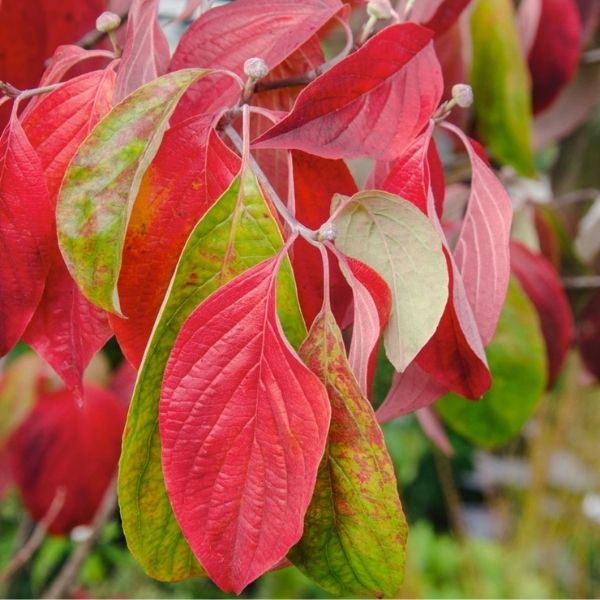 Audubon&reg; Native White Flowering Dogwood