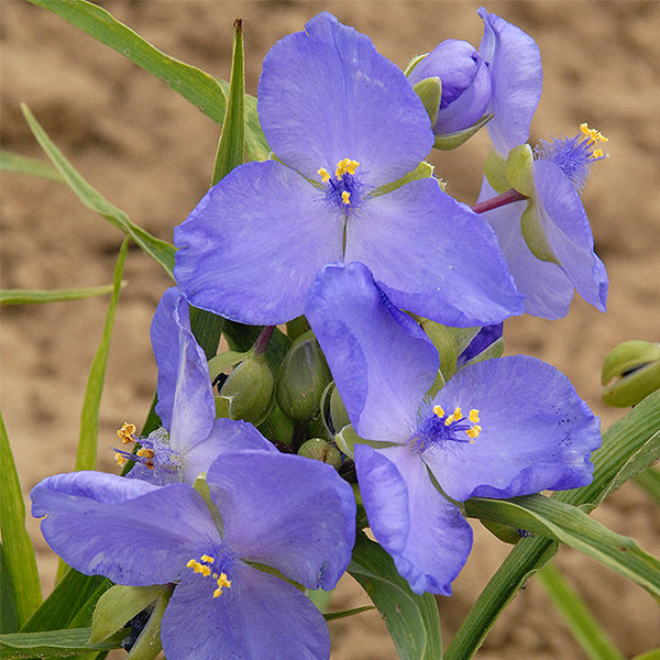 Amethyst Kiss&trade; Spiderwort