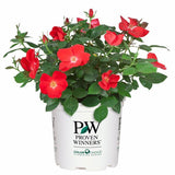 Home Run&reg; Shrub  Rose