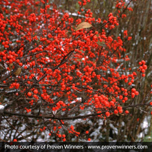 Berry Heavy&reg; Winterberry Holly