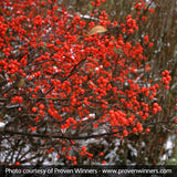 Berry Heavy&reg; Winterberry Holly