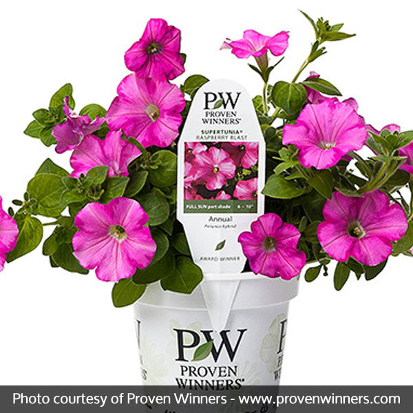 Supertunia&reg; Raspberry Blast&reg; Petunia