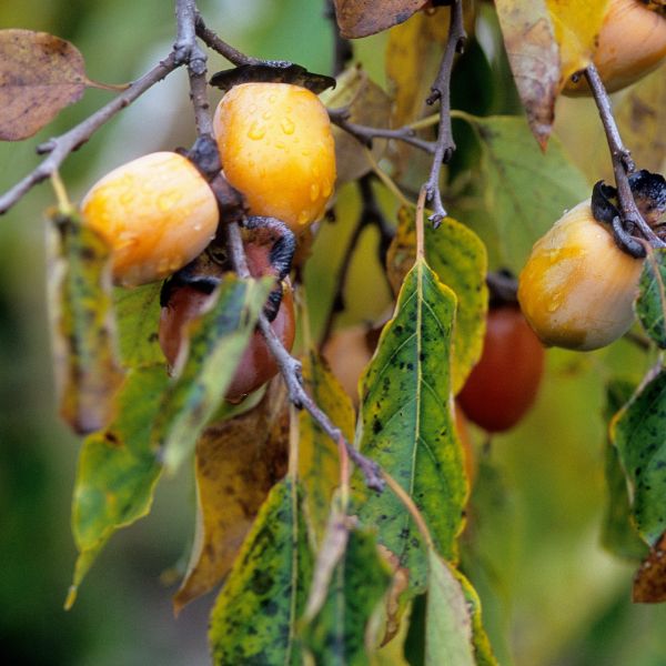 American Persimmon Tree