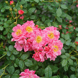 Oso Easy&reg; Pink Double Rose