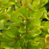 Golden Rocket Barberry