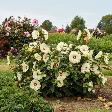Summerific® French Vanilla Rose of Sharon