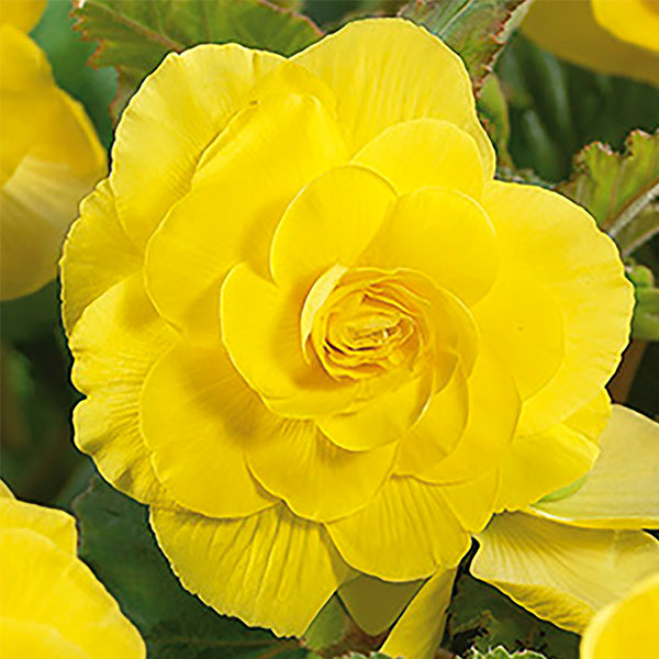 Roseform Yellow Begonia