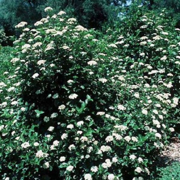 Chicago Lustre Arrowwood Viburnum