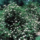 Chicago Lustre Arrowwood Viburnum