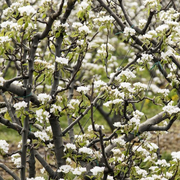 New Bradford Flowering Pear Tree