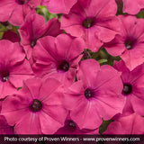 Supertunia Vista&reg; Fuchsia Petunia