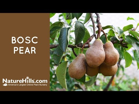 Bosc Pear Tree