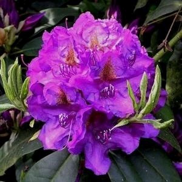 Lee's Dark Purple Rhododendron