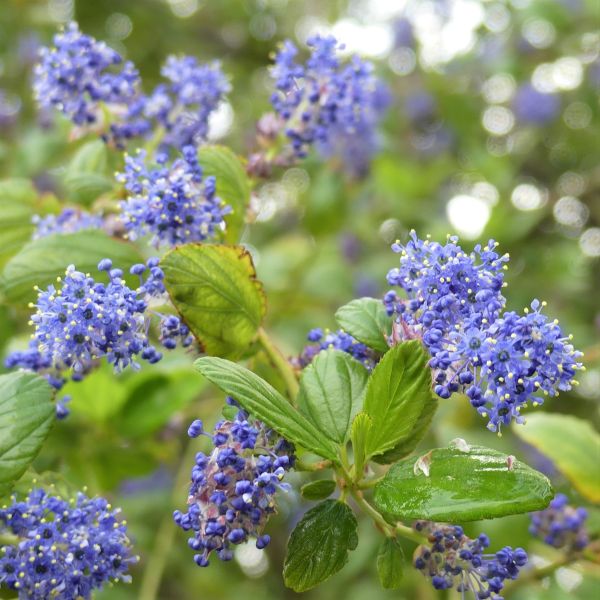 Ray Hartman California Lilac