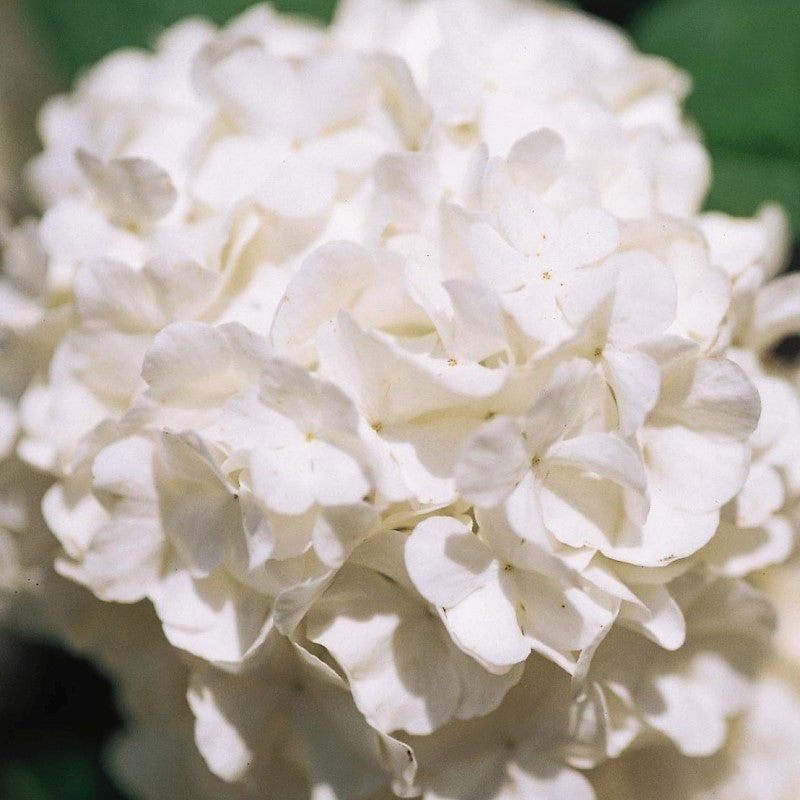 Common Snowball Viburnum