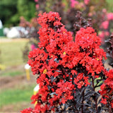 First Editions&reg; Sunset Magic&trade; Crape Myrtle